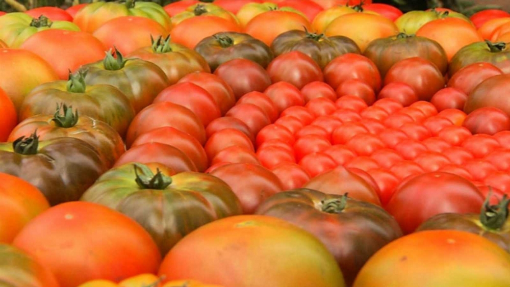 Tomate Uva vs Tomate Tradicional: Diferencias y beneficios